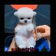 Omg so cute puppies 🐕🐕 cutest little puppy video