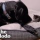 Orphaned 1-Pound Kitten Gets Adopted By a 160-Pound Great Dane | The Dodo Little But Fierce