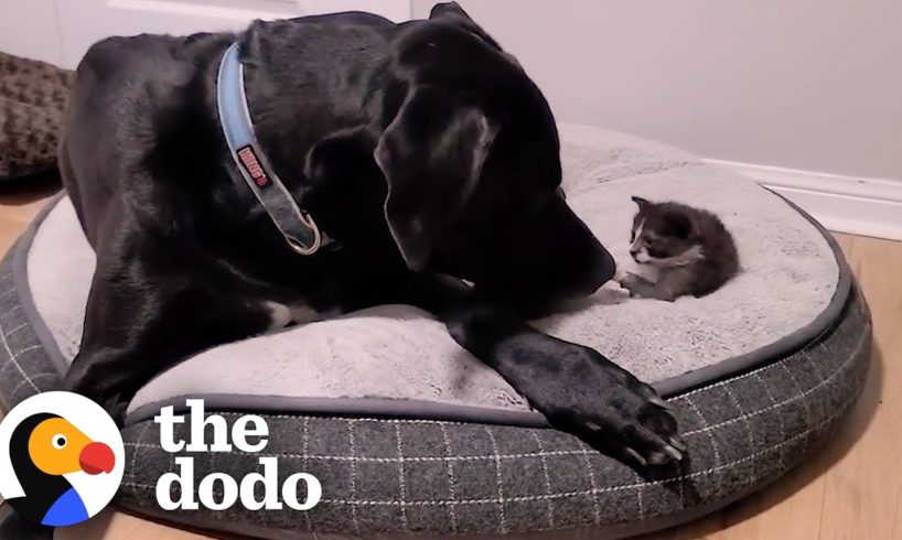 Orphaned 1-Pound Kitten Gets Adopted By a 160-Pound Great Dane | The Dodo Little But Fierce