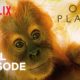 Our Planet | Jungles | FULL EPISODE | Netflix