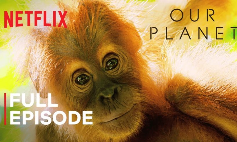 Our Planet | Jungles | FULL EPISODE | Netflix