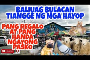 PETS AND ANIMALS MARKET IN THE PHILIPPINES BALIWAG BULACAN W/PRICES VERY CHEAP.vlog#302