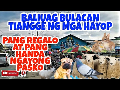 PETS AND ANIMALS MARKET IN THE PHILIPPINES BALIWAG BULACAN W/PRICES VERY CHEAP.vlog#302