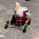 Pato rescatado seguía volteándose hasta que aprendió a correr sobre sus nuevas ruedas | El Dodo