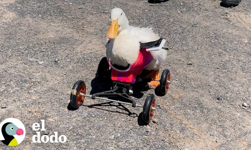 Pato rescatado seguía volteándose hasta que aprendió a correr sobre sus nuevas ruedas | El Dodo