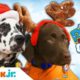 Paw Patrol | Real Pups Save Christmas | Nick Jr. UK