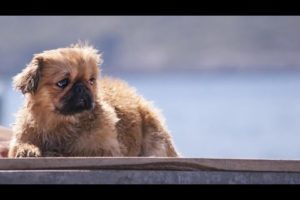 Pekingese Puppy - Cutest Puppies Playing - Funny and Cute Dogs