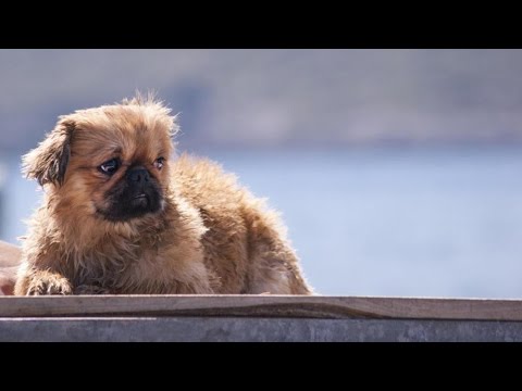 Pekingese Puppy - Cutest Puppies Playing - Funny and Cute Dogs