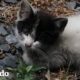 Pequeño gatito abandonado le pide ayuda a una mujer | Almas Gemelas | El Dodo