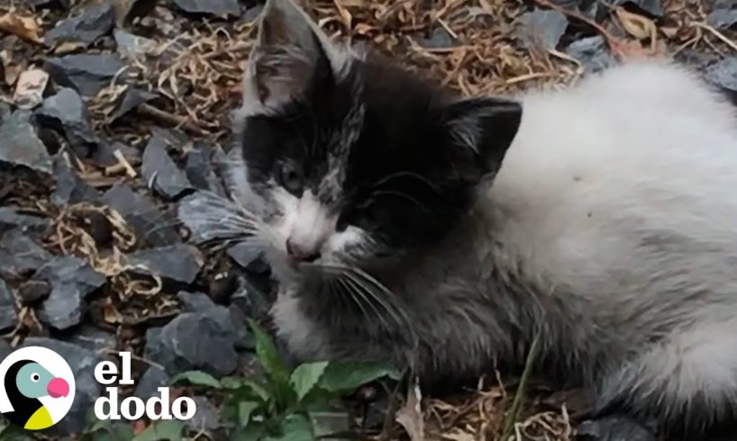 Pequeño gatito abandonado le pide ayuda a una mujer | Almas Gemelas | El Dodo