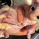 Pequeño gatito enfermo crece para ser enorme y esponjoso | Pequeño y Valiente | El Dodo