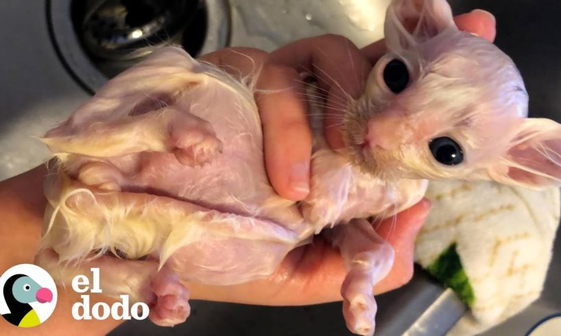 Pequeño gatito enfermo crece para ser enorme y esponjoso | Pequeño y Valiente | El Dodo