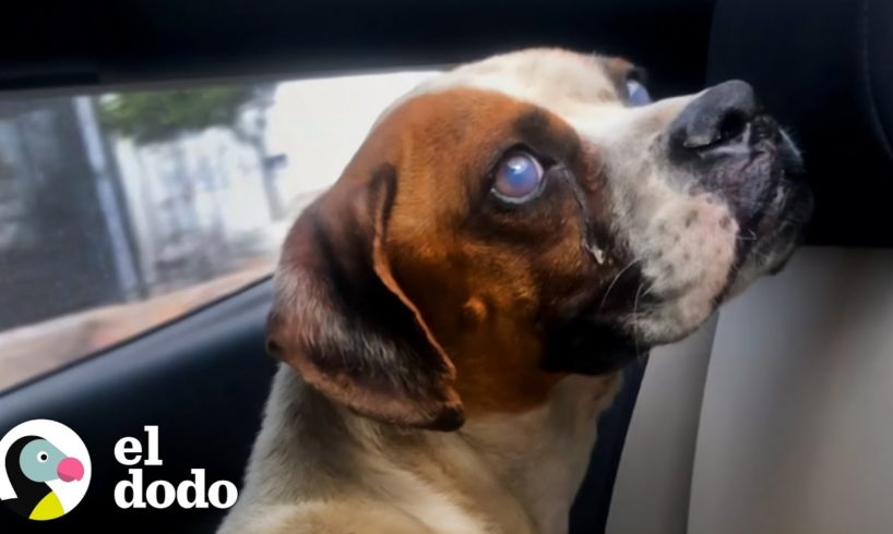 Perrita callejera con ojos nublados se vuelve fanática de la música | Fe Restaurada | El Dodo