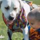 Perro ayuda a este niño a no tener pesadillas | El Dodo