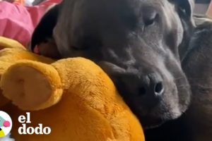 Perro de servicio está completamente obsesionado con su peluche | El Dodo