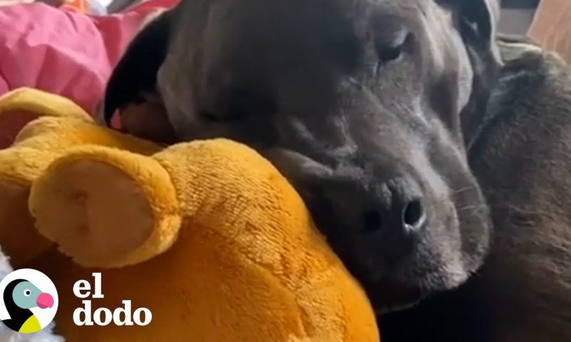 Perro de servicio está completamente obsesionado con su peluche | El Dodo