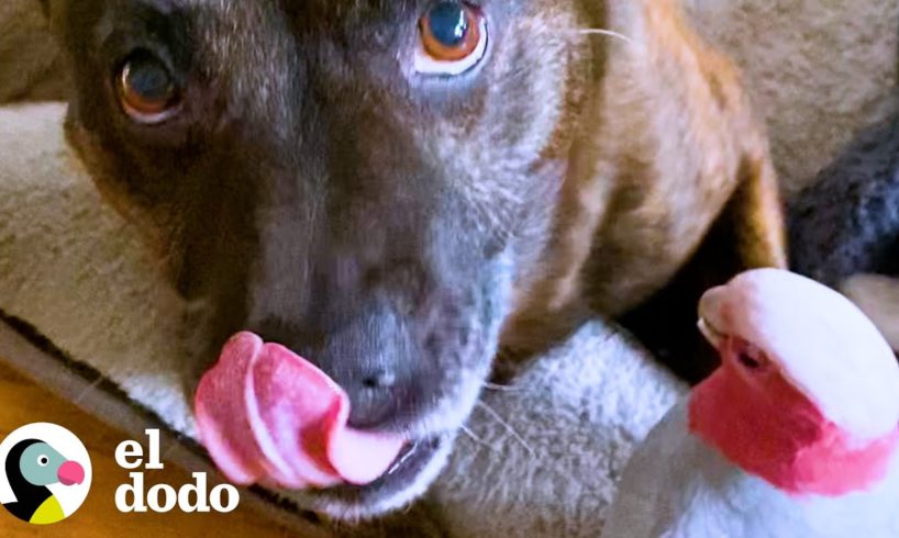 Perro encuentra un loro herido y se convierten en mejores amigos | Parejas Disparejas | El Dodo