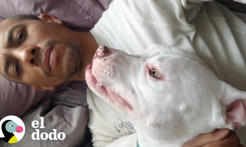 Perro rescatado de un acantilado tiene un superpoder | Puro Pitbull | El Dodo