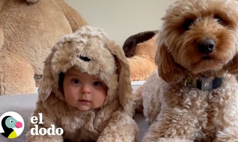 Perro se preocupa tanto por el hipo de su hermano bebé | El Dodo