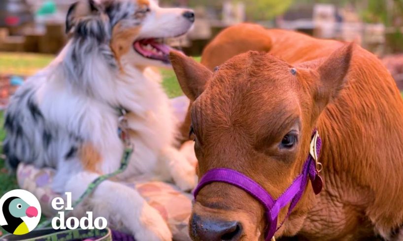 Perro y vaca bebé se acurrucan y se persiguen | Parejas Disparejas | El Dodo