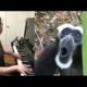 Piano Duet with a Monkey who has Amazing Vocals