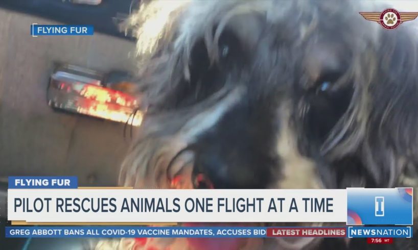 Pilot rescues animals one flight at a time