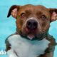 Pit bull debe estar en la piscina todos los días o se pone tan triste | Puro Pitbull | El Dodo