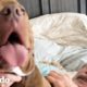 Pit bull se vuelve loco cuando ve a sus abuelos | Puro Pitbull | El Dodo