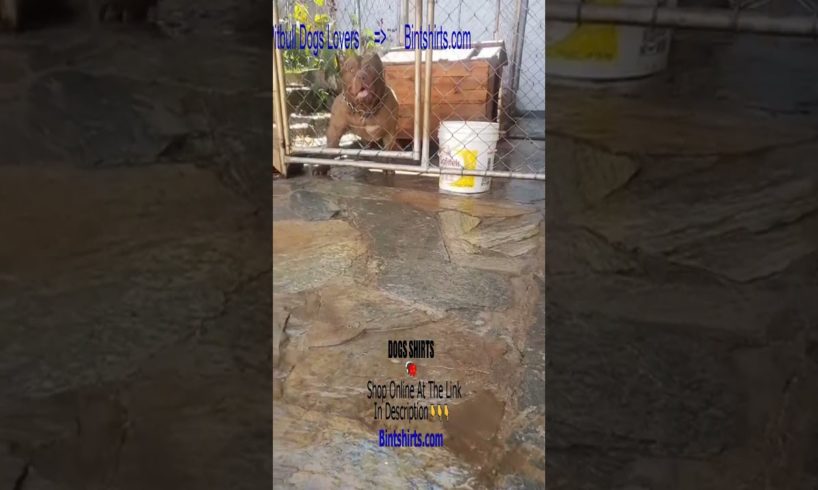 Pitbull Puppies 🐶 Ultimate Cutest PUPPIES Pitbull Dogs❤️ #Pitbull #Shorts #FunnyDogs
