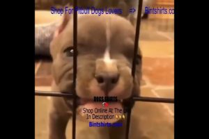 Pitbull Videos 🐶 Ultimate Cutest PUPPIES Pitbull Dogs🤣 #Pitbull #Shorts #FunnyDogs
