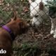Pitbull es el mejor amigo de su perro vecino | Puro Pitbull | El Dodo