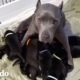 Pittie embarazada rescatada de una cadena tiene 13 cachorros | Puro Pitbull | El Dodo