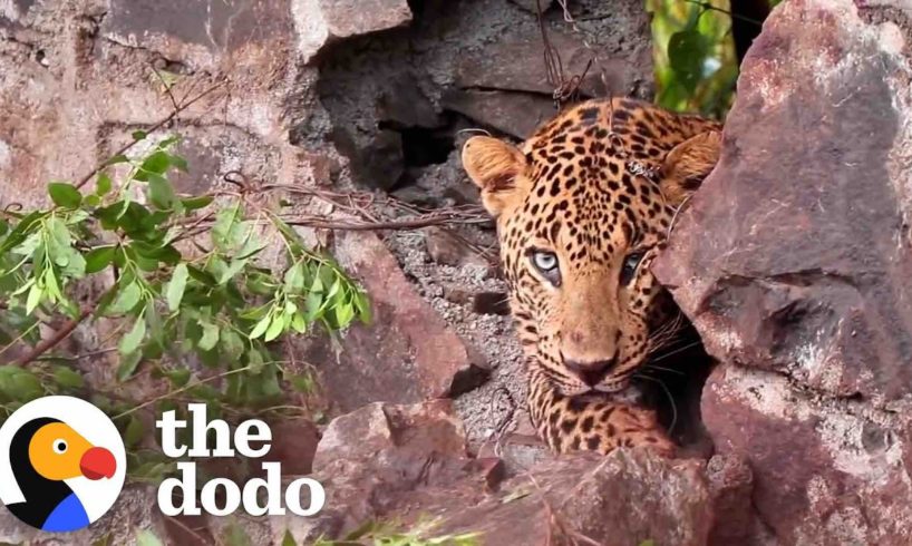 Pretty Leopard Gets Stuck In Tight Spot | The Dodo