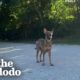 Puppies Can't Stop Wagging Their Tails When They're Reunited With Mom | The Dodo