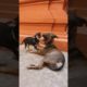 Puppy - Cute Animals Playing - Dogs Happy, Lovely and Funny