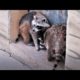 Raccoon Playing Happilly in the Zoo | Super Cute Raccoon Animals | 2022 Jan | Dono Wildlife TV