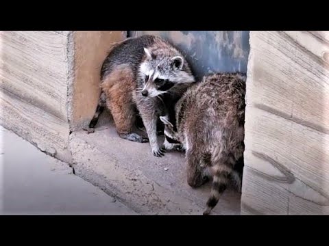 Raccoon Playing Happilly in the Zoo | Super Cute Raccoon Animals | 2022 Jan | Dono Wildlife TV