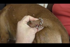 Remove Master Mangoworms From Helpless Dog #3