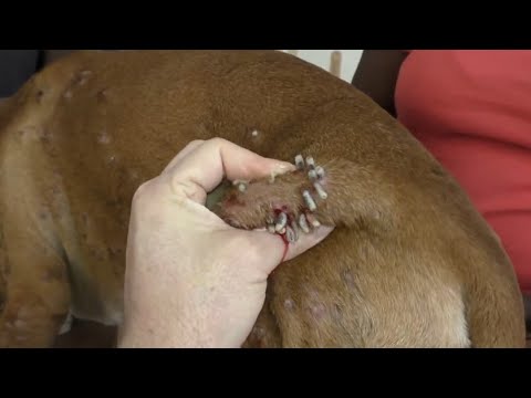 Remove Master Mangoworms From Helpless Dog #3