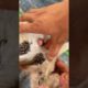 Remove Ticks From Cute Kitten