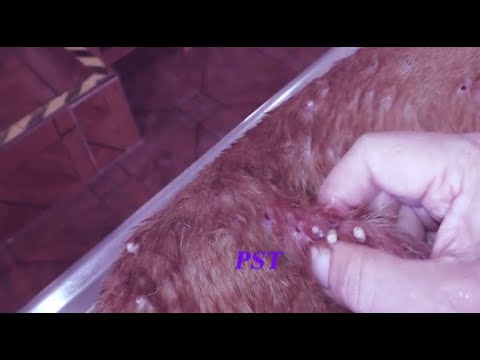 Removing Mango worms From Helpless Dog! Video 2022 #5