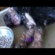 Removing Mango worms From Helpless Dog! Video 2022 #6