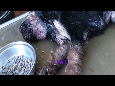 Removing Mango worms From Helpless Dog! Video 2022 #6