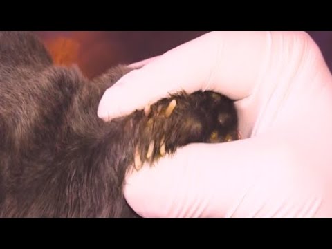 Removing Mango worms From Helpless Dog! Video 2022 #7