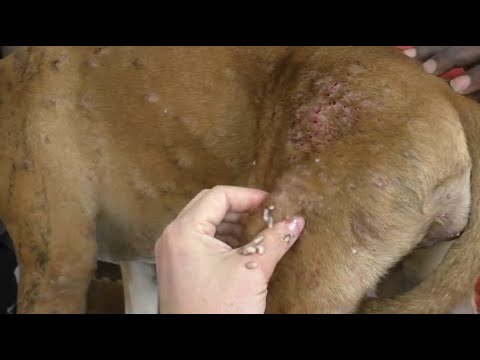 Removing Mango worms From Helpless Dog! Video 2022 #9