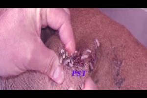 Removing Monster Mango Worms From Helpless Dog #10