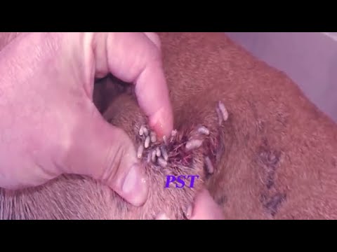 Removing Monster Mango Worms From Helpless Dog #10