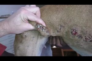Removing Monster Mango Worms From Helpless Dog #9