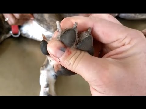 Removing Monster Mango worms From Helpless Dog #20