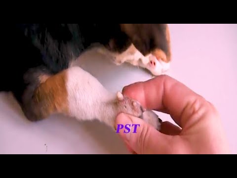 Removing Monster Ticks From Helpless Dog #17
